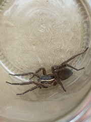 Aglaoctenus oblongus