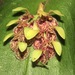 Acianthera cogniauxiana - Photo (c) Rich Hoyer, algunos derechos reservados (CC BY-NC-SA), subido por Rich Hoyer