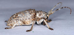Crossotus stypticus
