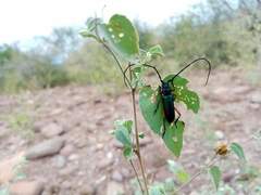 Deltaspis rubriventris