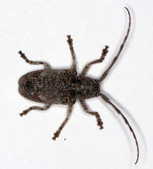 Crossotus stypticus