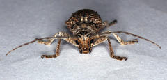 Crossotus stypticus