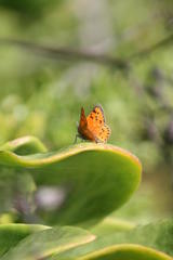 Chrysoritis chrysaor