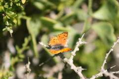 Chrysoritis chrysaor