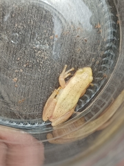 Dendropsophus sanborni