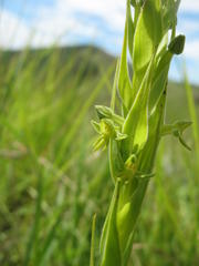 Habenaria pseudociliosa