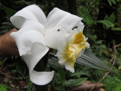 Sobralia chrysostoma