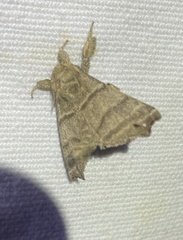 Olceclostera truncata