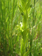 Habenaria pseudociliosa