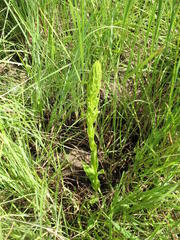Habenaria pseudociliosa