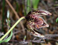 Fritillaria purdyi