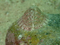 Rhyssoplax polita