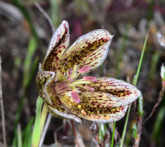 Fritillaria purdyi