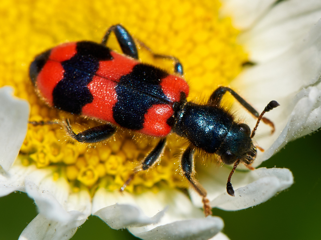 Bee-Eating Beetle
