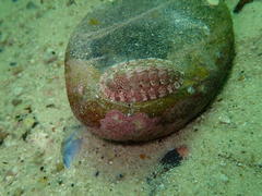 Rhyssoplax polita