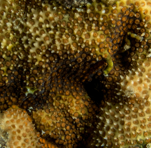 Thorn Coral