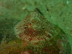 Rhyssoplax polita