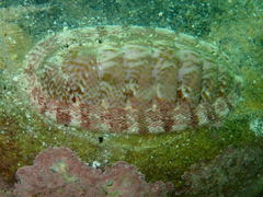 Rhyssoplax polita