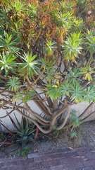 Euphorbia dendroides