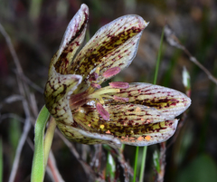 Fritillaria purdyi