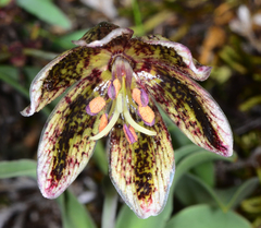 Fritillaria purdyi
