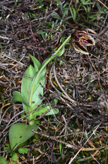 Fritillaria purdyi