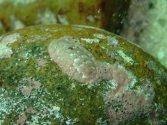 Chitonoidea