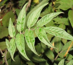 Solanum longiconicum