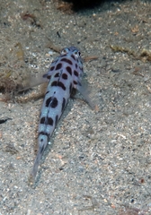 Thorogobius ephippiatus