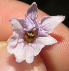 Solanum longiconicum