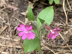 Silene dioica