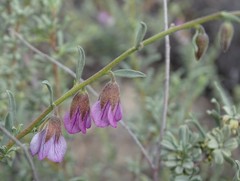 Hermannia trifurca