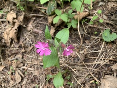 Silene dioica