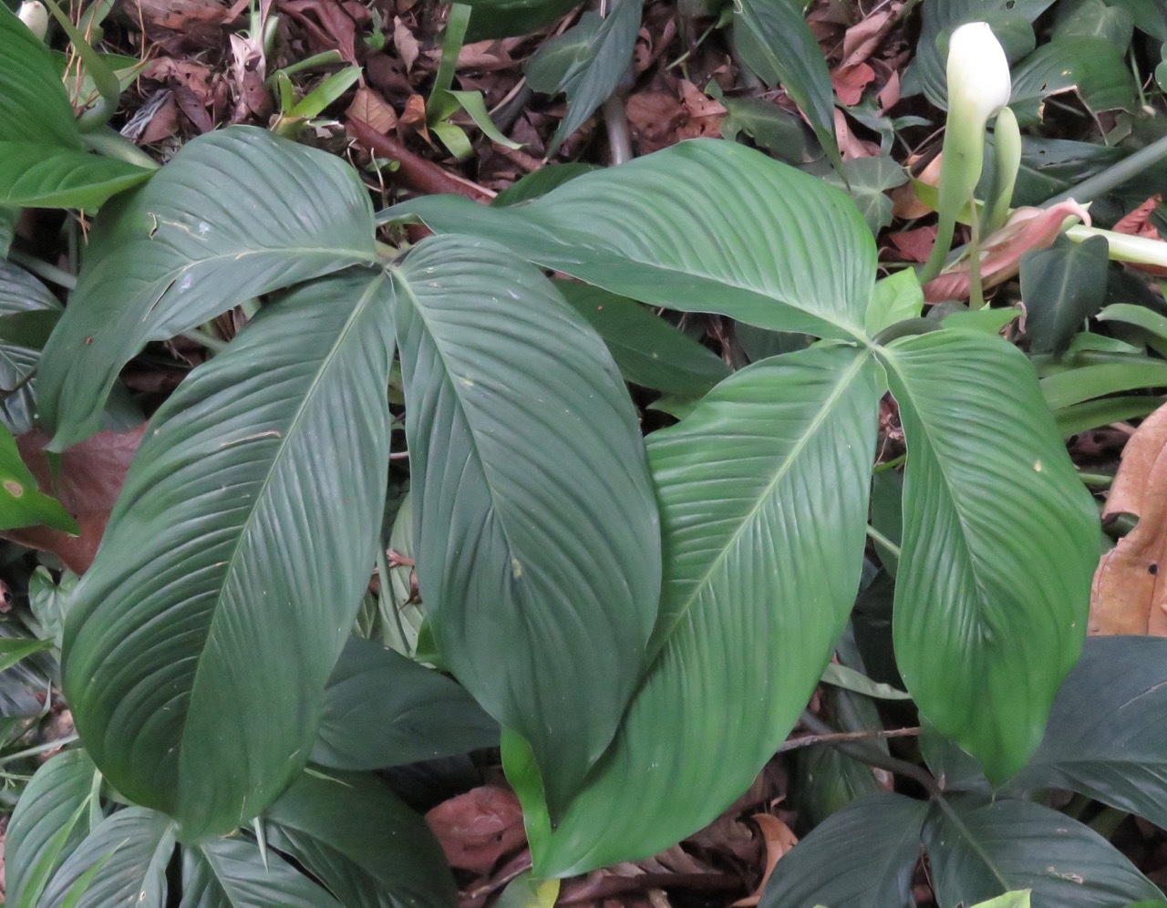 Philodendron tripartitum  iNaturalist