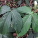 Philodendron tripartitum - Photo (c) Rich Hoyer, some rights reserved (CC BY-NC-SA), uploaded by Rich Hoyer