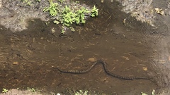 Eunectes murinus