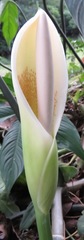 Image of Philodendron tripartitum