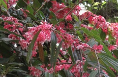 Thibaudia costaricensis