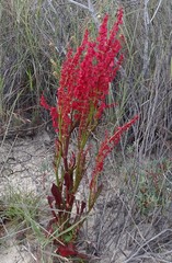 Rumex cordatus