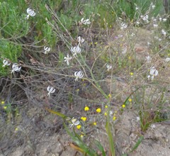 Trachyandra muricata
