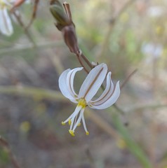 Trachyandra muricata