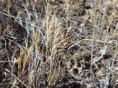 Festuca microstachys pauciflora