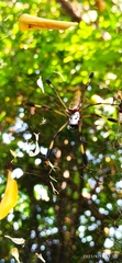 Trichonephila