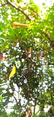 Trichonephila