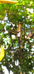 Trichonephila