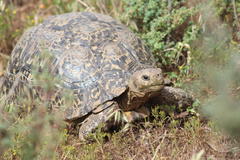 Stigmochelys pardalis