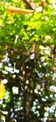 Trichonephila