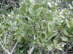 Maytenus procumbens