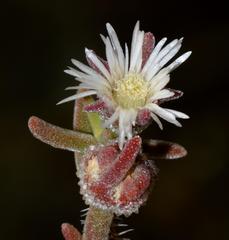 Drosanthemum calycinum