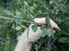 Maytenus procumbens